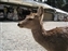 Deer that adopted Dave