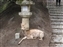 Deer lounging by a stone lantern