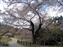 Beautiful trees along the pathay