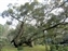Kasuga Taisha Shrine Garden - Reclining Dragon Tree