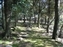 Kasuga Taisha Shrine Garden