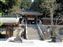 Sakurayama-hachimangu Shrine