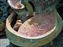 Mermaid Lagoon Mosaic Tile Detail