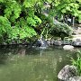 Kamakura - Hasedera