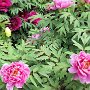 Kamakura - Kenchoji Peonies
