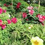 Kamakura - Kenchoji Peonies