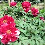 Kamakura - Kenchoji Peonies