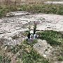 Rikuzentakata - Downtown Memorial Offering