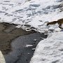 Sapporo - Mt. Moiwa Ropeway - Fox
