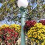 Tokyo Disneyland - Hidden Mickey Flowers