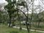 Shukkeien Garden Cherry Blossoms