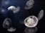 Monterey Bay Aquarium