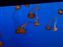 Monterey Bay Aquarium