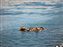 Sea Lions on Rocks