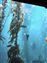 Monterey Bay Aquarium