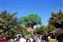 Tree of Life