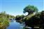 Tree of Life and Discovery River