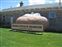 IMG_0784 Blackfoot PM Giant Potato.JPG