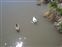 Ducks in the river