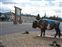 Painted bison outside of center