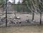 Pack of wolves sleeping by fence