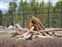 Grizzly looking for wood