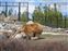 Grizzly looking for food