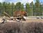 Grizzly bear