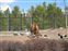 Bear looking for food