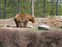 Bear overturning rock looking for hidden food