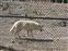 White wolf