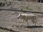 White wolf