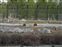 Bears go for a swim