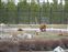 Bears finishing up their swim