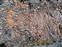Wood pattern in lava flow