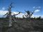 Dead trees in Devil's Garden
