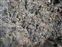Lichen on rocks in Devil's Garden
