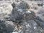 Devil's Garden rock