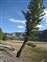 Scenic Pine