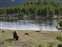 Bison Calves