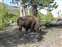 Bison Ignoring the Line of Cars