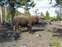 Ragged Bison by the Road