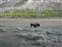 Bison Mother with Calf