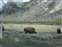Herd of Bison in the Marsh