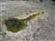 Upper Geyser Basin - Green Spring