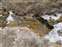 Upper Geyser Basin - Tide Pool Runoff