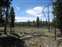 Forest Vista