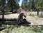 Uprooted Pine