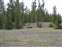 West Thumb - Mule Deer