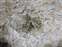 West Thumb - Delicate Mineral Deposits in Tiny Hole